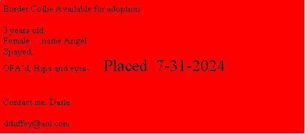 Text Box: Border Collie Available for adoption.3 years old. Female.name AngelSpayed, OFAd, Hips and eyes.   Placed  7-31-2024Contact me, Darla.dduffey@aol.com